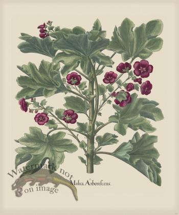 Besler 221 Colored  B2